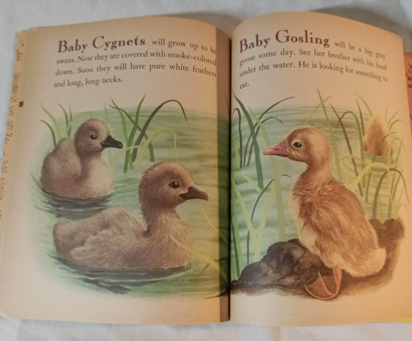 Baby Farm Animals Garth Williams Little Golden Book Hardcover 1958 - TulipStuff