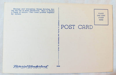 Natural Graft Tree Big Trees Park Santa Cruz County 1940's Linen Postcard - TulipStuff