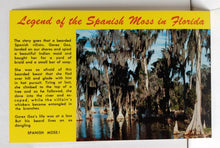 Load image into Gallery viewer, Legend Of The Spanish Moss In Florida Postcard 1983 - TulipStuff