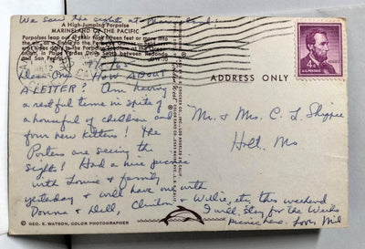 High Jumping Porpoise Marineland Of The Pacific Postcard 1960's - TulipStuff