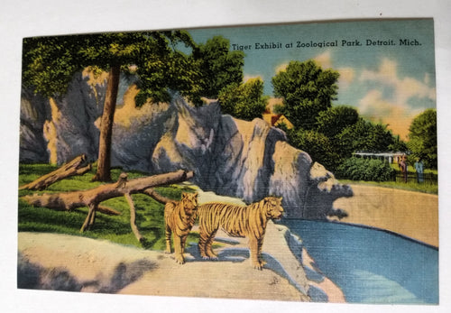 Siberian Tigers In Zoological Park Detroit Michigan Linen Postcard 1940's - TulipStuff
