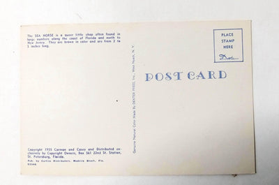 The Tale Of The Sea Horse Carmen and Casey Postcard 1955 - TulipStuff