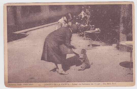 Gorges De La Chiffa Hotel du Ruisseau des Singes Monkey Algeria 1920 - TulipStuff