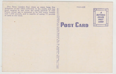 Alligator Farm St Augustine Florida 1940's Linen Postcard - TulipStuff