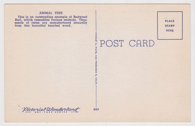 Animal Tree Big Basin California Redwood Burl 1940's Linen Postcard - TulipStuff