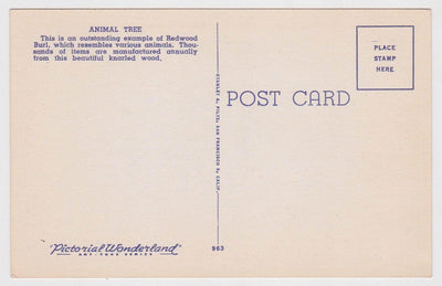 Animal Tree Big Basin California Redwood Burl 1940's Linen Postcard - TulipStuff