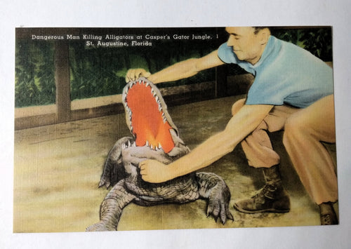 Dangerous Man Killing Alligator Casper's Gator Jungle St Augustine 1940's - TulipStuff