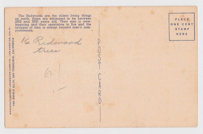 Chandelier Tree Giant Redwood Drive Through Tree California 1940's Linen Postcard - TulipStuff