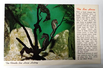 Florida Sea Horse History Marine Studios Marineland Postcard 1950's - TulipStuff