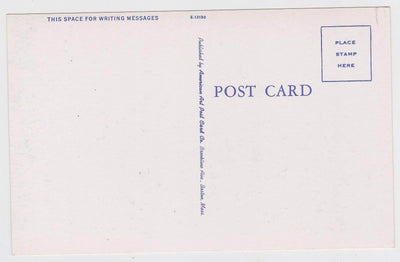 Lunch Time In Maine Bear Cub Drinking Postcard - TulipStuff