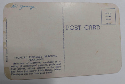 Tropical Florida Flamingos Miami Rare Bird Farm 1950's Postcard - TulipStuff