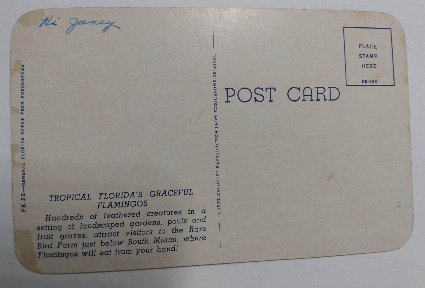 Tropical Florida Flamingos Miami Rare Bird Farm 1950's Postcard - TulipStuff