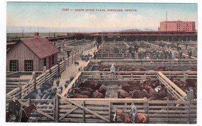 Union Stock Yards Portland Oregon 1910's Postcard - TulipStuff