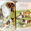 Animals On The Farm Little Golden Book Jan Pfloog 1968 - TulipStuff