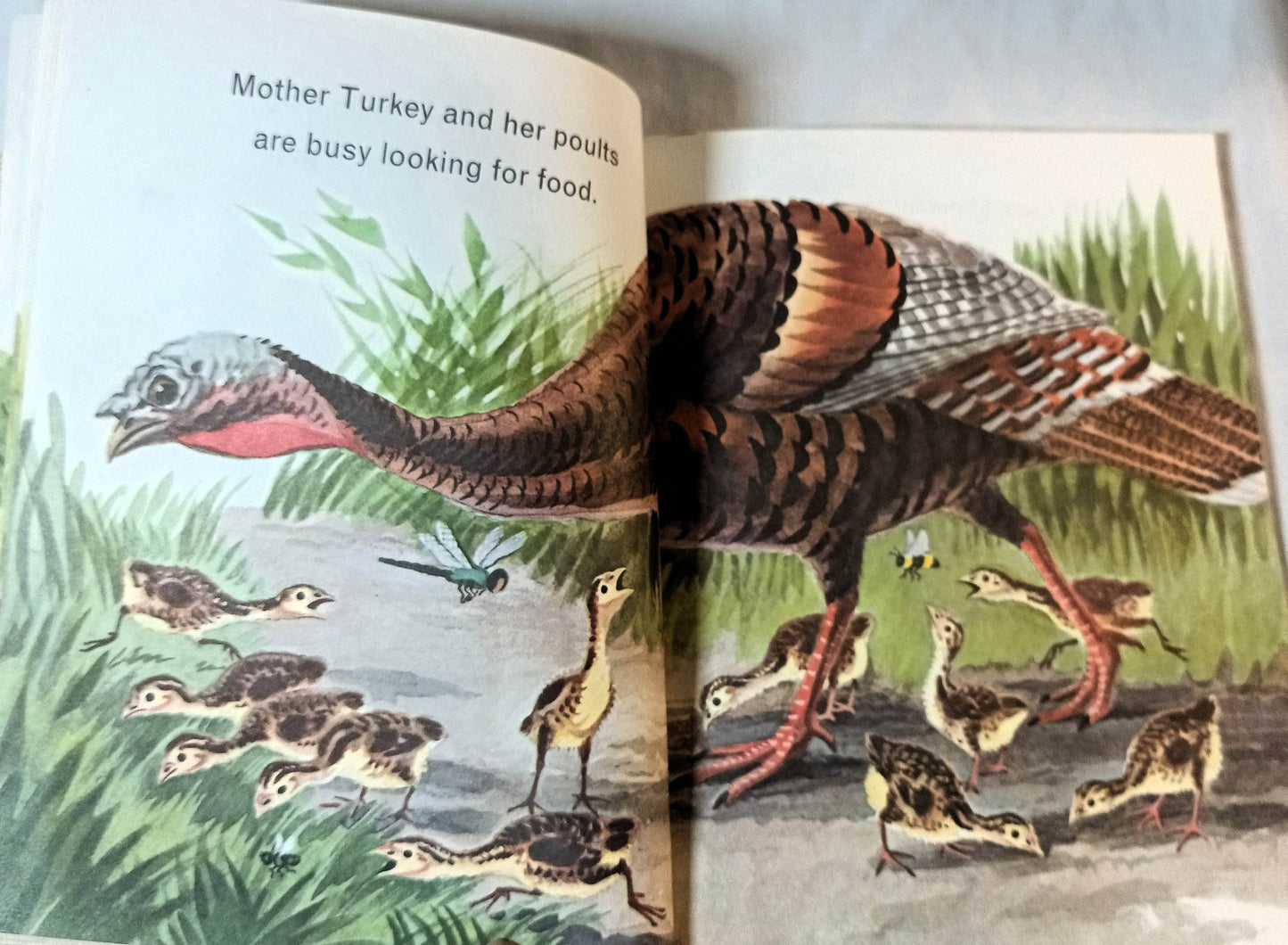 Animals On The Farm Little Golden Book Jan Pfloog 1968 - TulipStuff