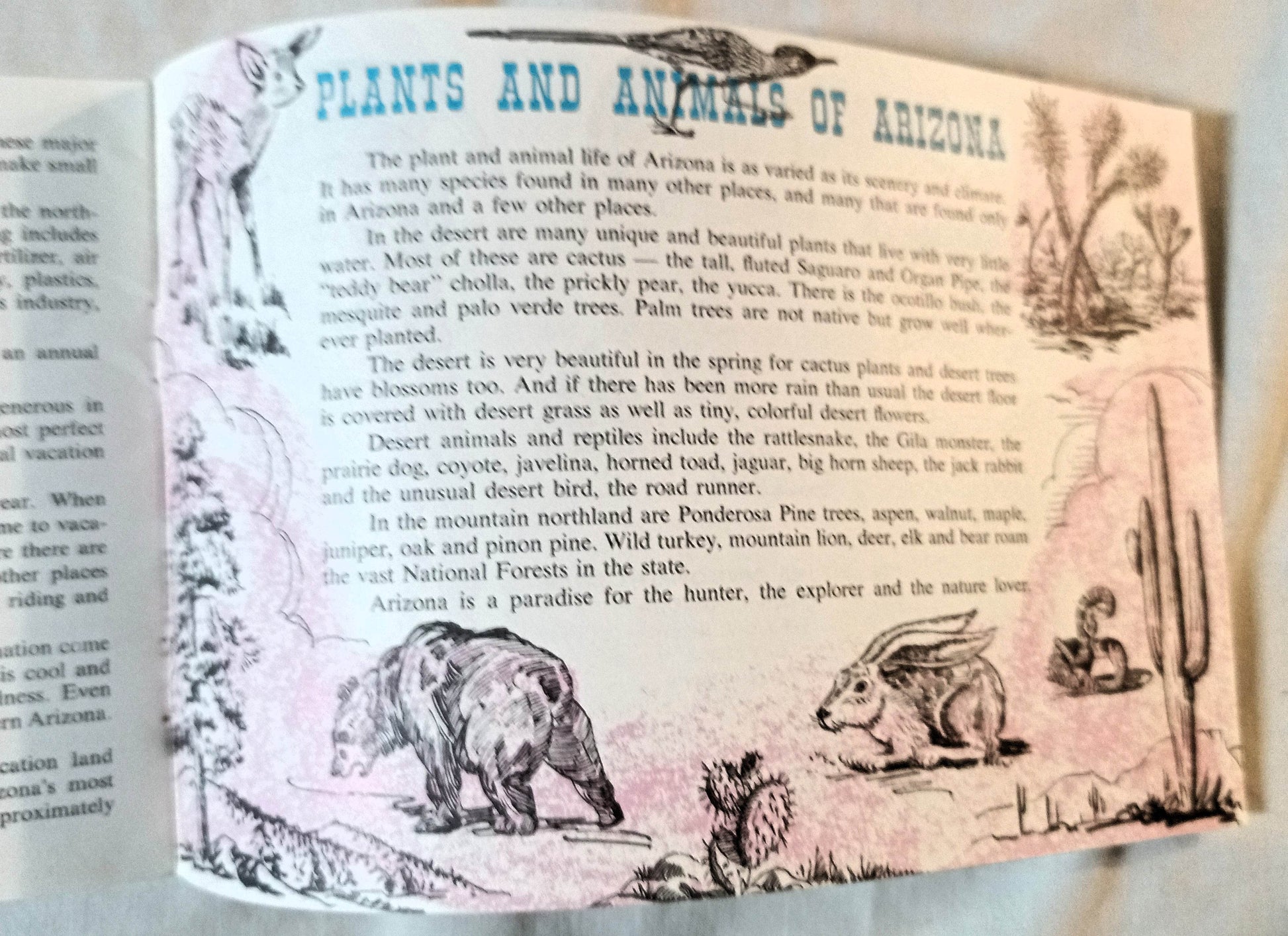 Arizona Land Of Adventure For Young Americans Booklet 1965 - TulipStuff