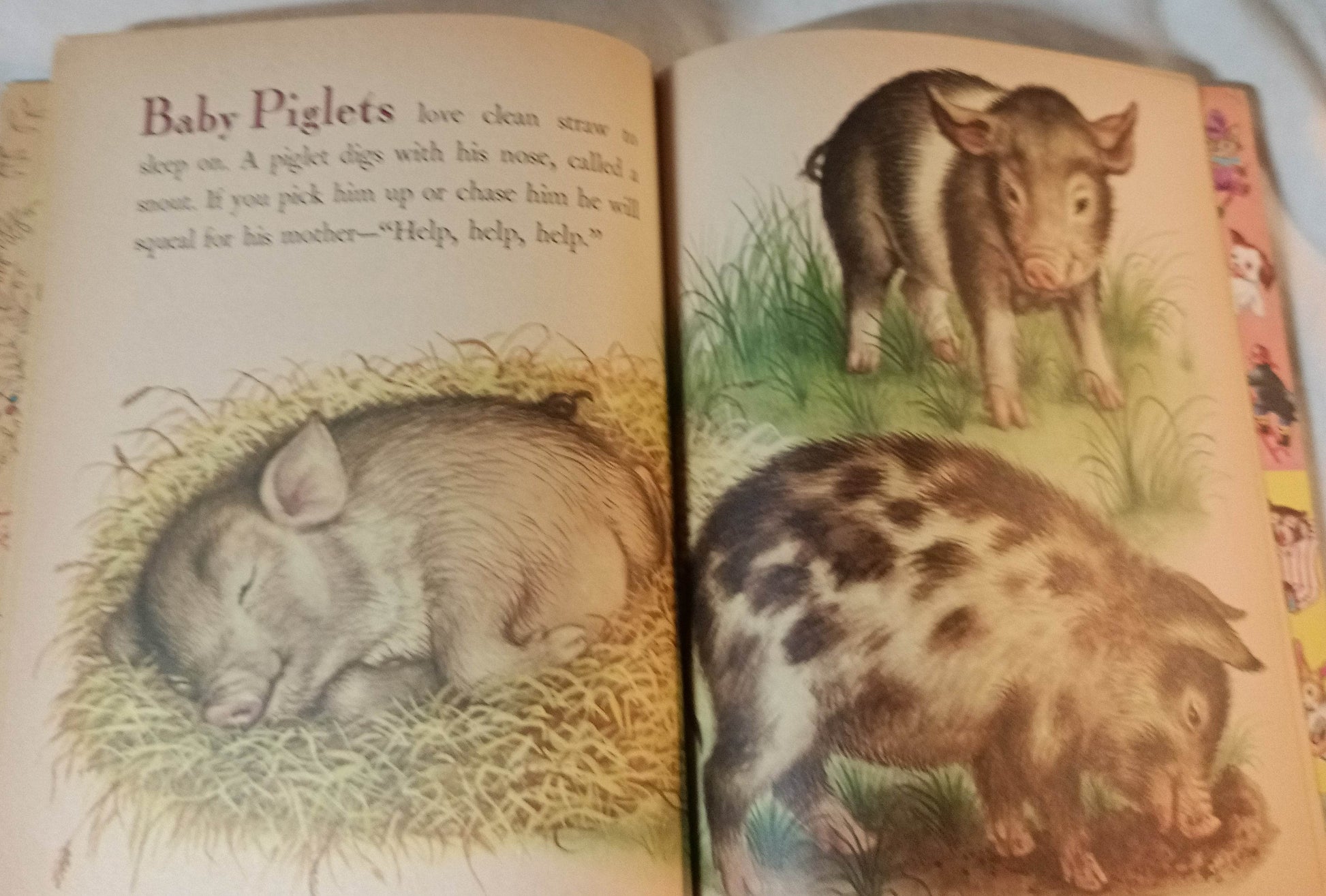 Baby Farm Animals Garth Williams Little Golden Book Hardcover 1958 - TulipStuff