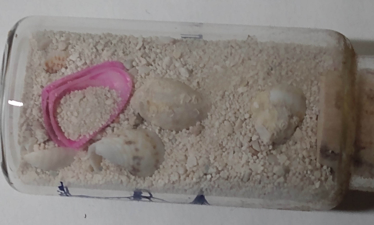 Beach Front Property Glass Souvenir Bottle Sand Seashells 1990's - TulipStuff