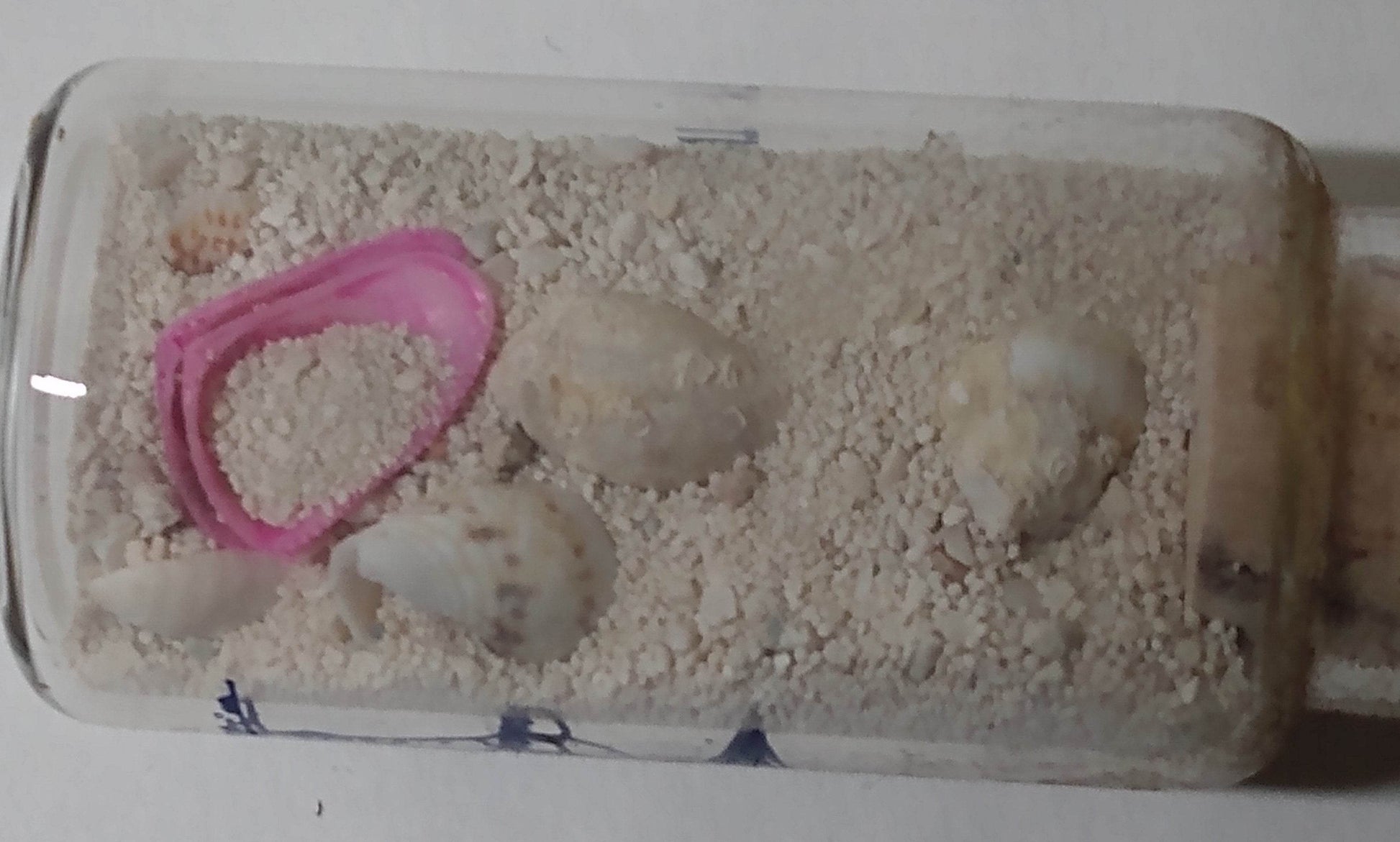 Beach Front Property Glass Souvenir Bottle Sand Seashells 1990's - TulipStuff