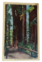 Load image into Gallery viewer, Natural Graft Tree Big Trees Park Santa Cruz County 1940&#39;s Linen Postcard - TulipStuff
