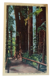 Natural Graft Tree Big Trees Park Santa Cruz County 1940's Linen Postcard - TulipStuff