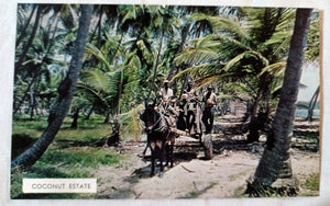 Coconut Estate Workers Horse Cart Trinidad And Tobago Postcard 1950's - TulipStuff