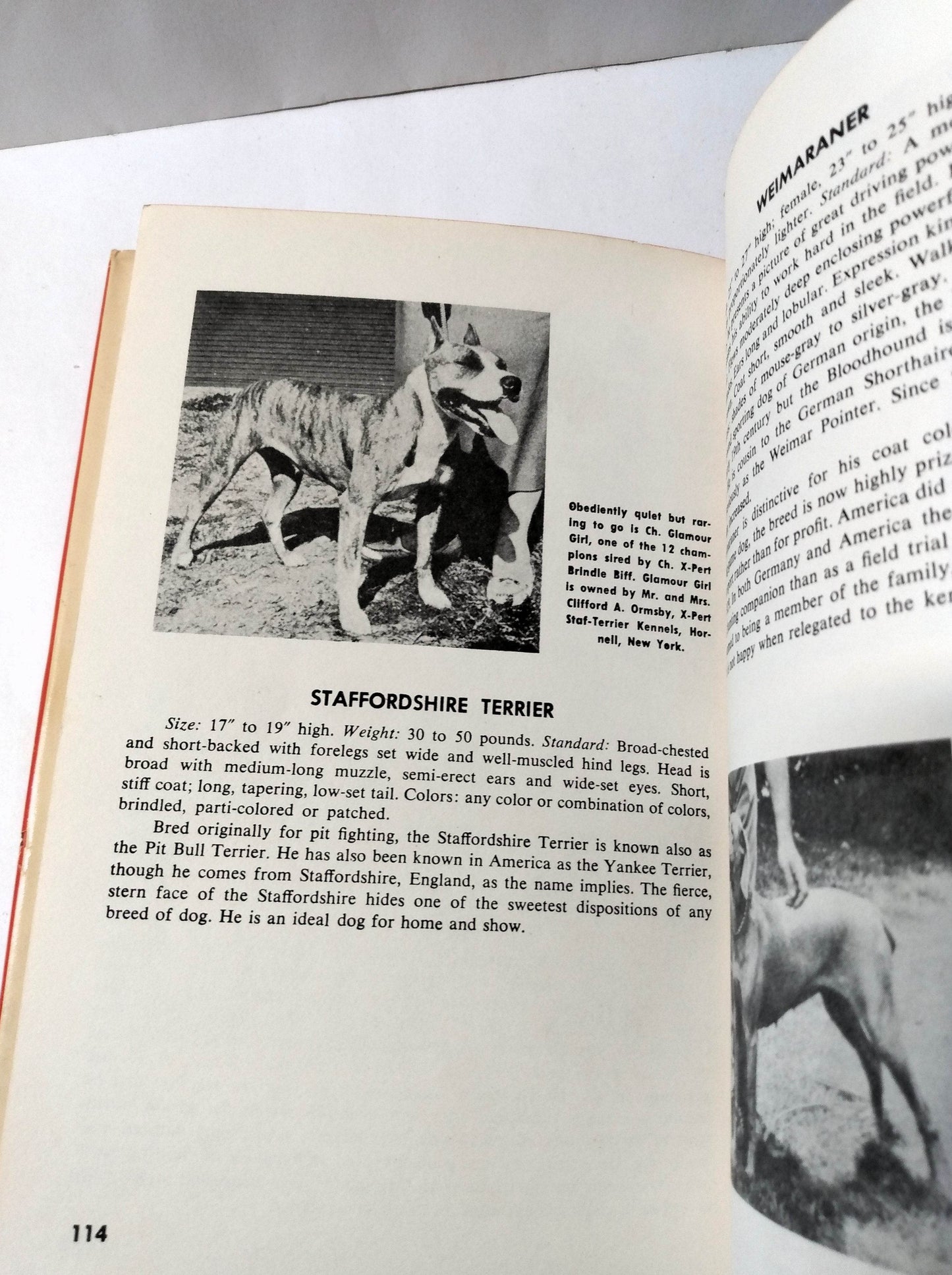 Dogs by Robert V Masters Galahad Books Hardcover 1966 - TulipStuff