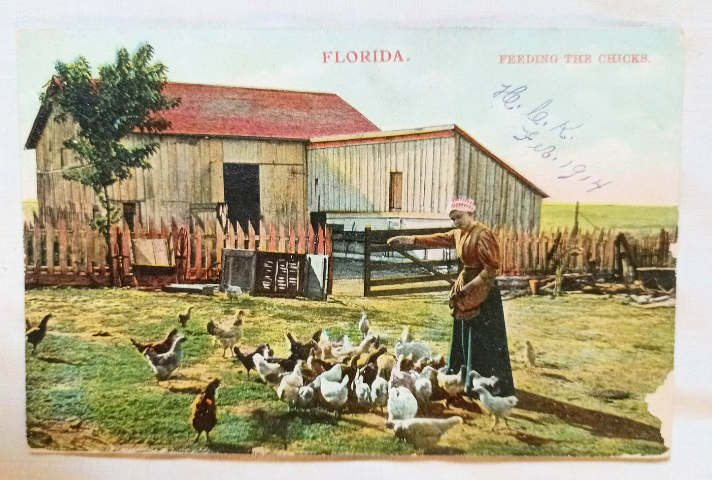Florida Farmer's Wife Feeding The Chickens Postcard 1914 - TulipStuff