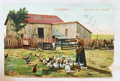 Florida Farmer's Wife Feeding The Chickens Postcard 1914 - TulipStuff