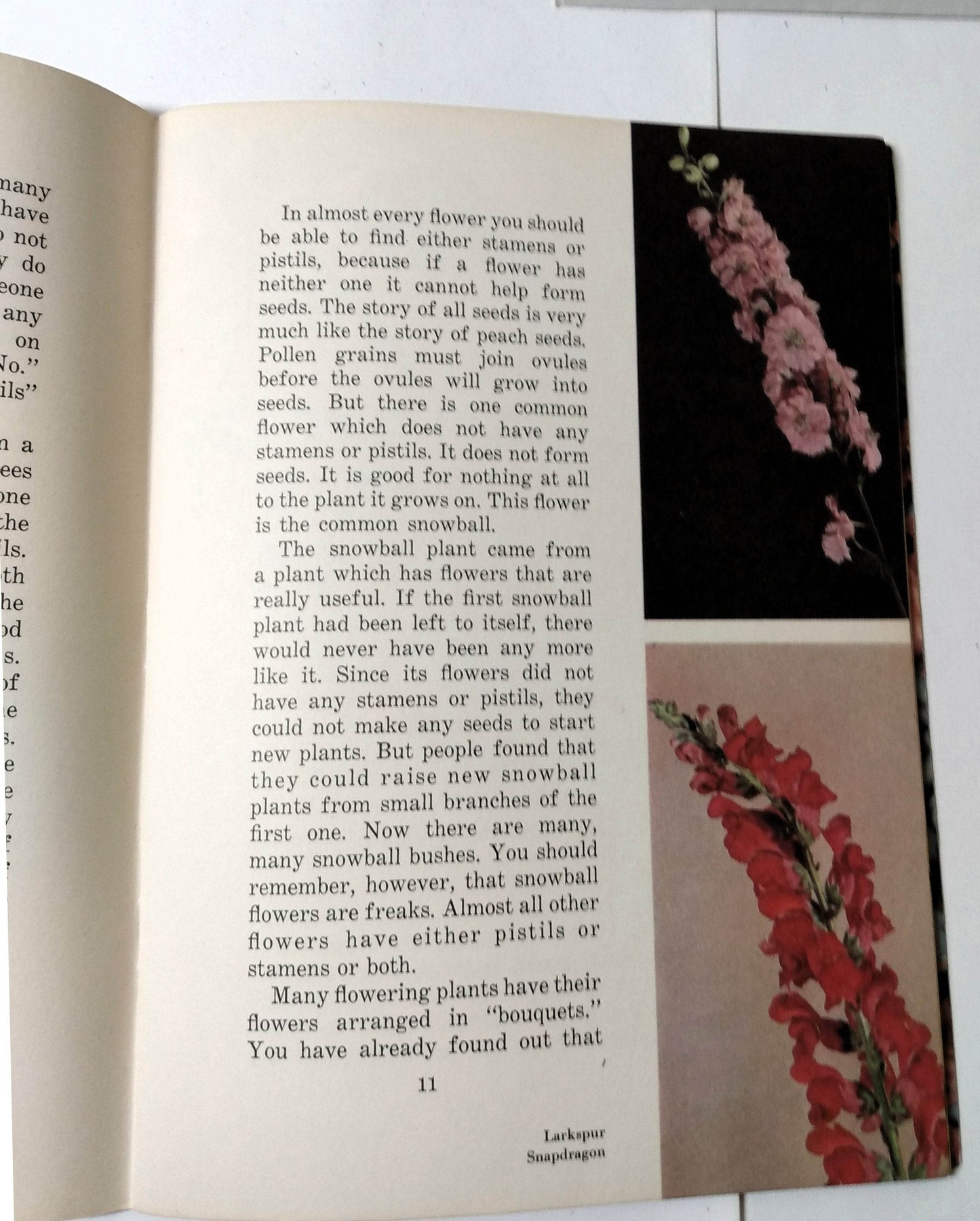 Flowers Fruits Seeds Basic Science Education Series Bertha Parker 1941 - TulipStuff