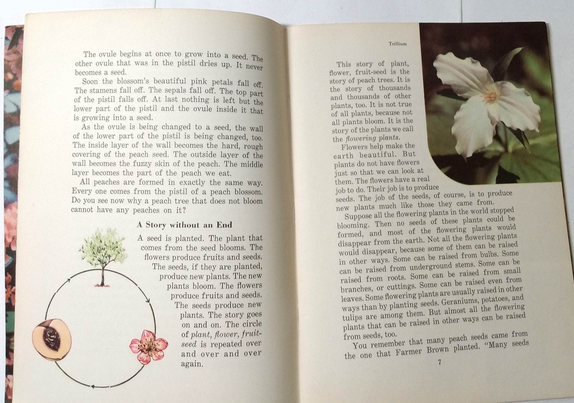 Flowers Fruits Seeds Basic Science Education Series Bertha Parker 1941 - TulipStuff