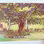 Giant Grape Vine San Gabriel Mission California Postcard 1920's - TulipStuff