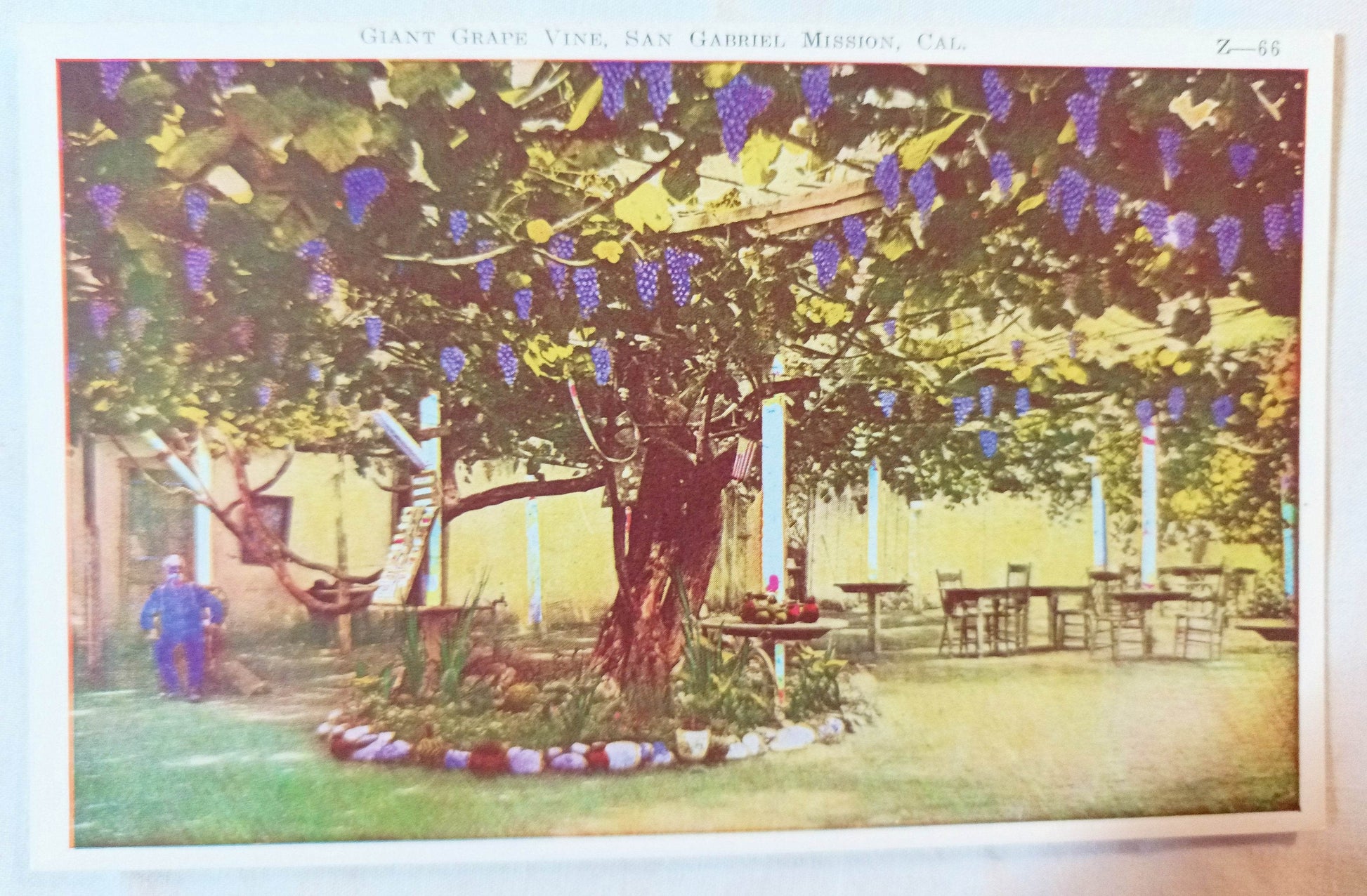 Giant Grape Vine San Gabriel Mission California Postcard 1920's - TulipStuff
