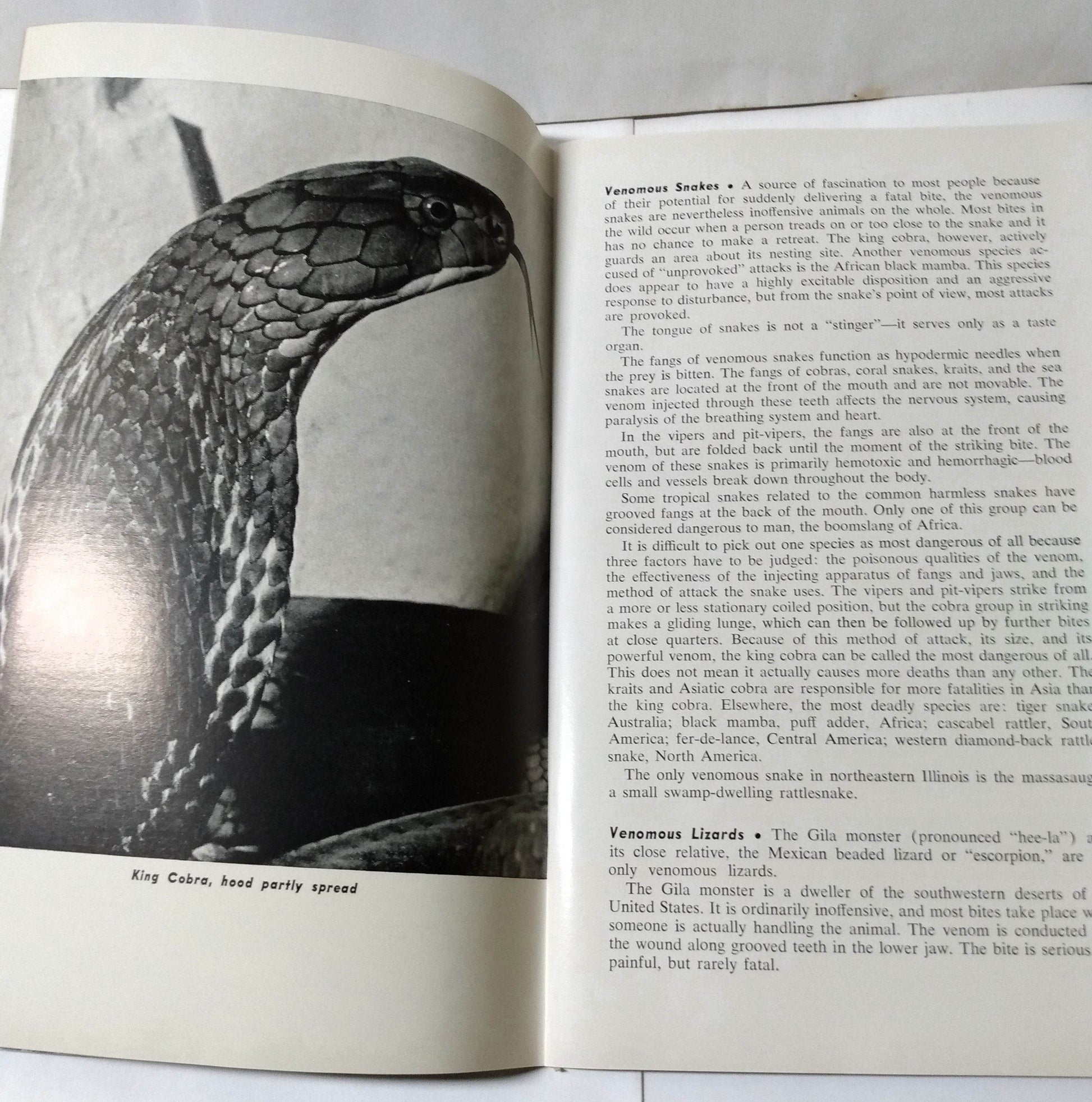 Brookfield Zoo Official Guide Book Chicago Zoological Park 1968 - TulipStuff