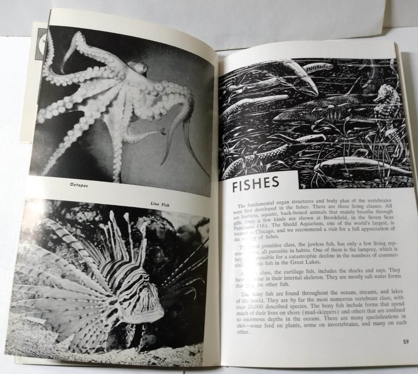 Brookfield Zoo Official Guide Book Chicago Zoological Park 1968 - TulipStuff