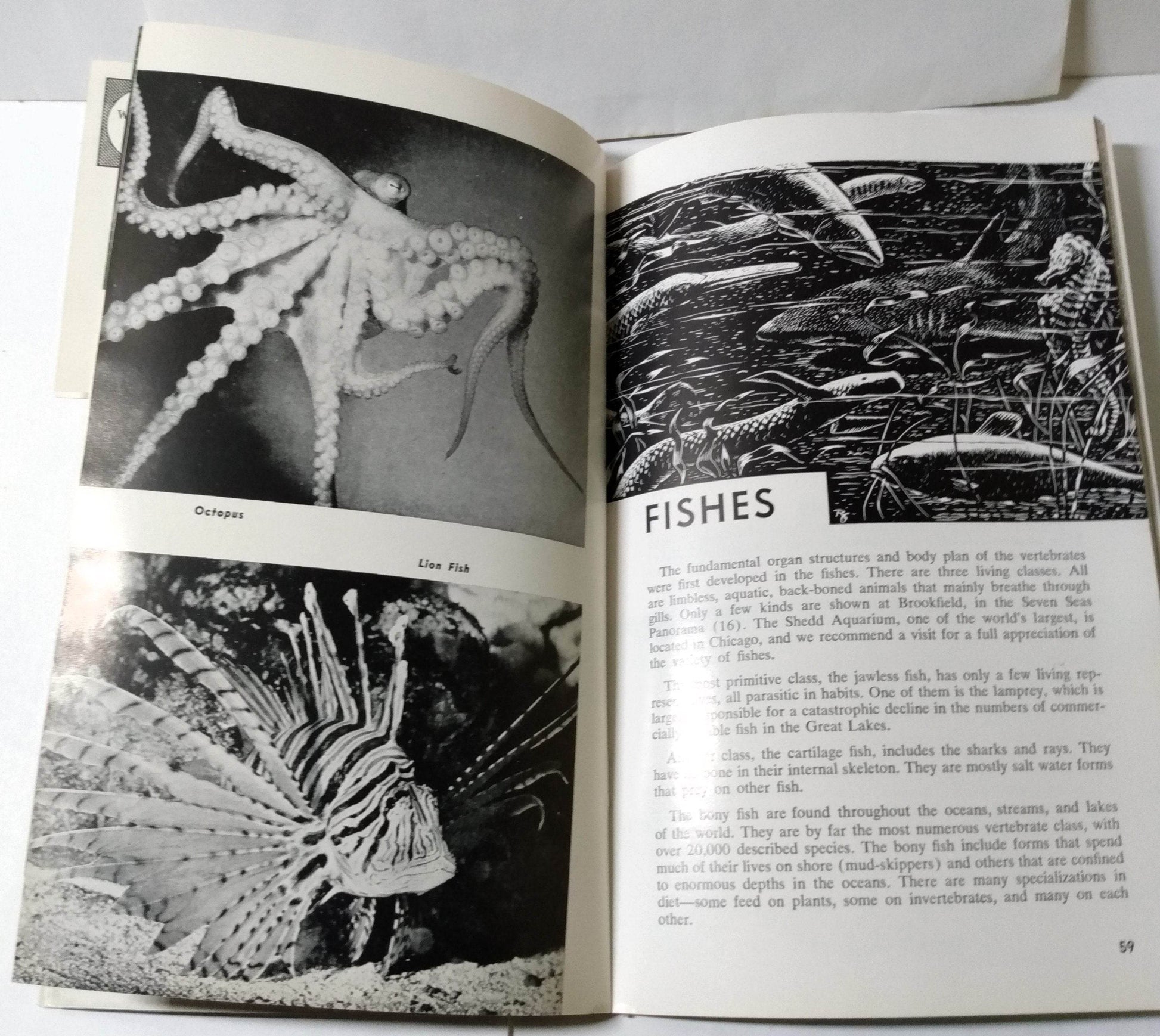 Brookfield Zoo Official Guide Book Chicago Zoological Park 1968 - TulipStuff