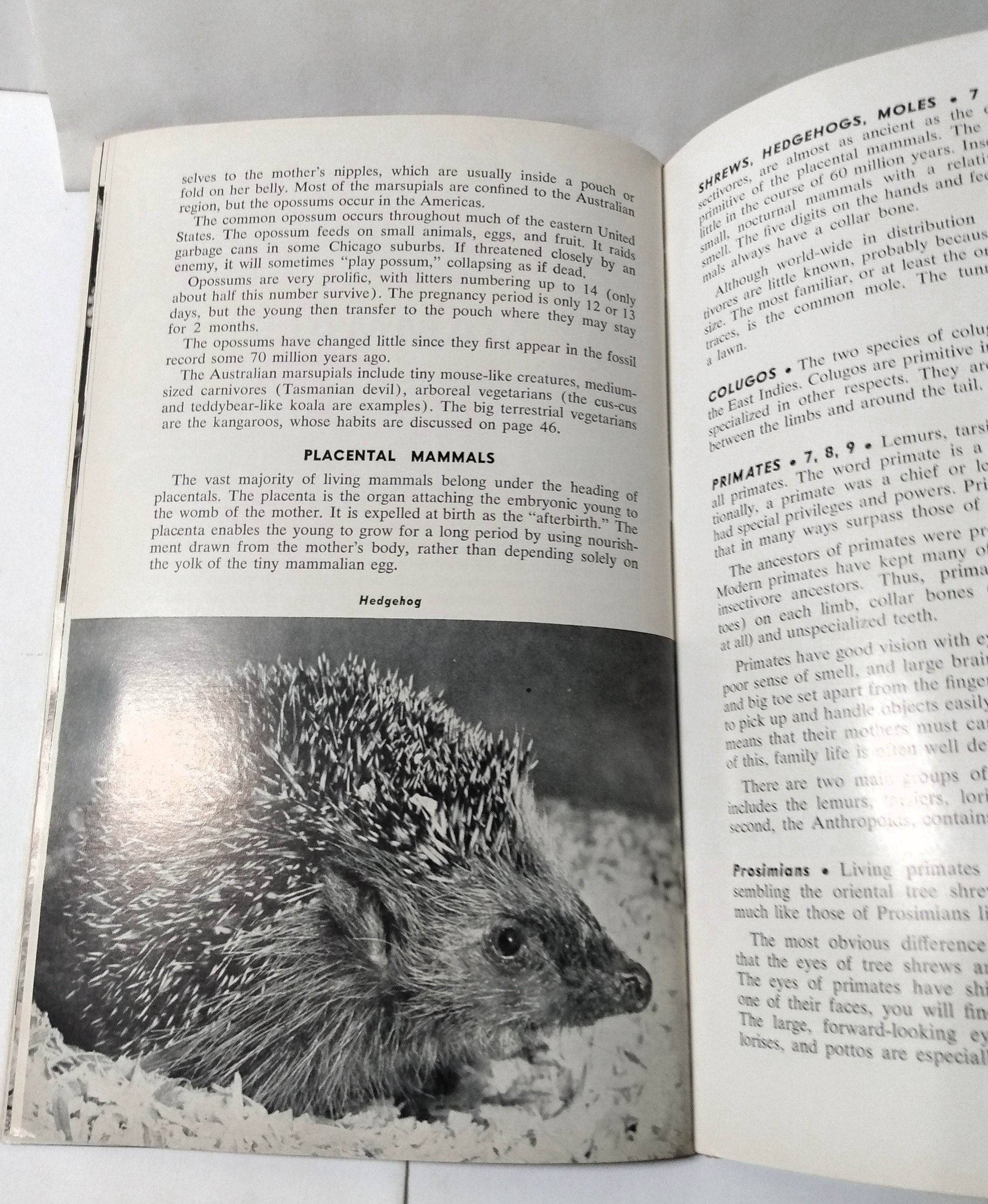 Brookfield Zoo Official Guide Book Chicago Zoological Park 1968 - TulipStuff