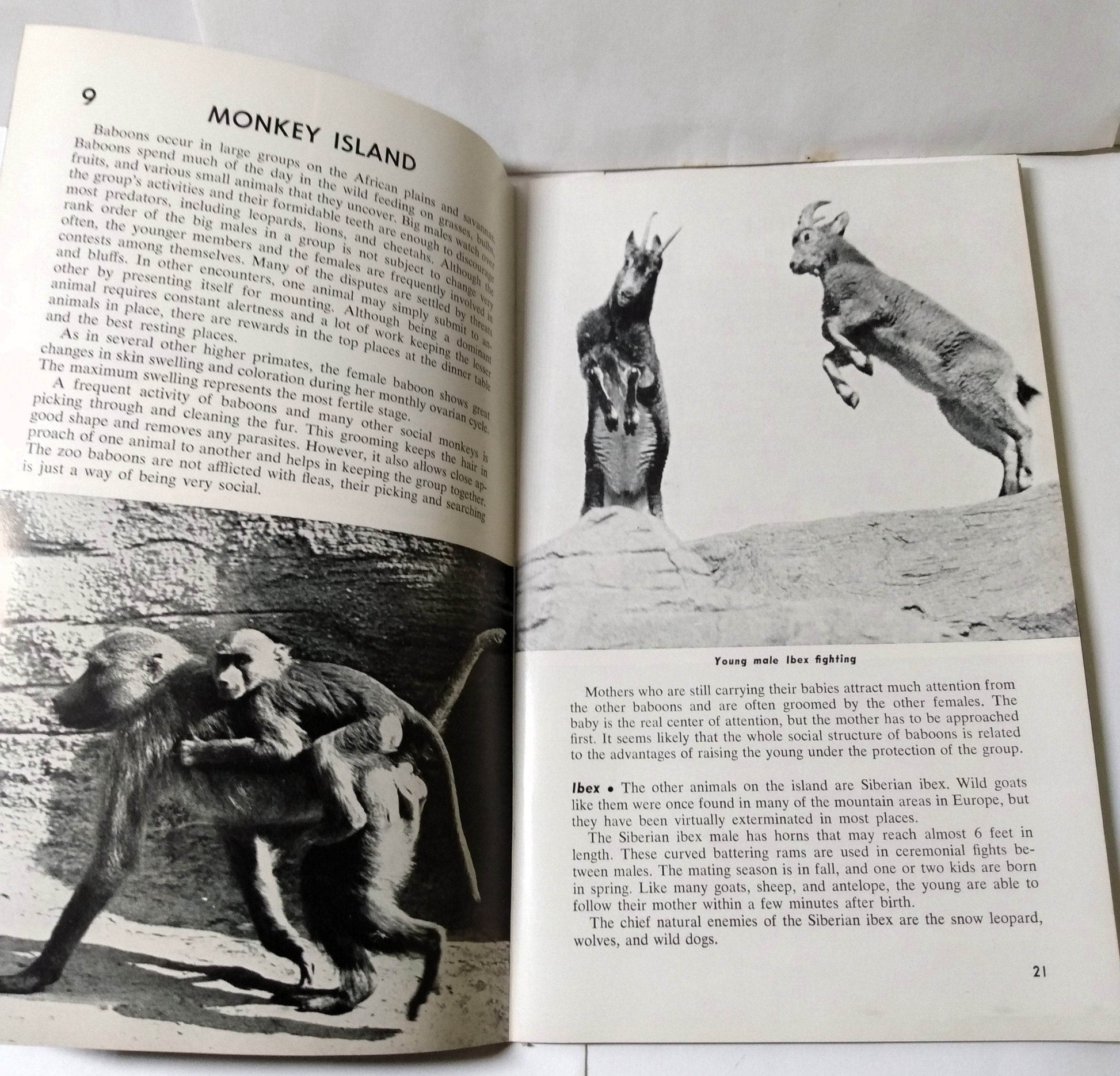 Brookfield Zoo Official Guide Book Chicago Zoological Park 1968 - TulipStuff