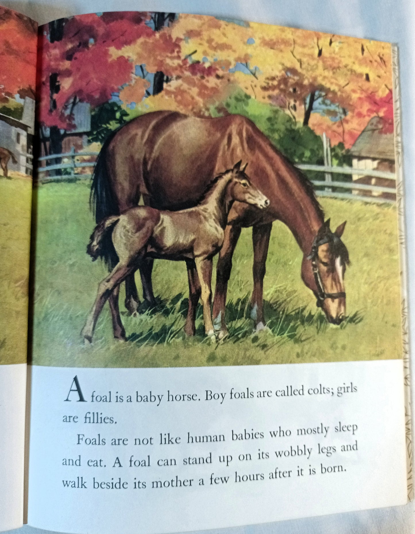 Horses Little Golden Book Blanche Chenery Perrin 1976 - TulipStuff