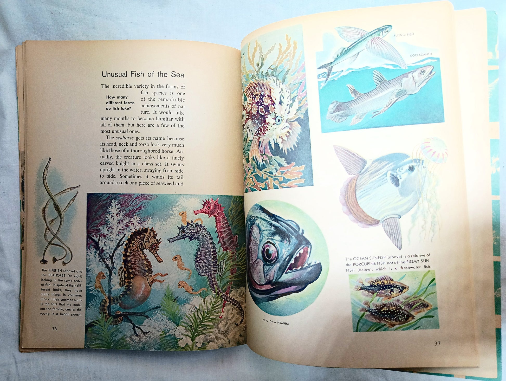 The How And Why Wonder Book Of Fish Geoffrey Coe Paperback 1963 - TulipStuff