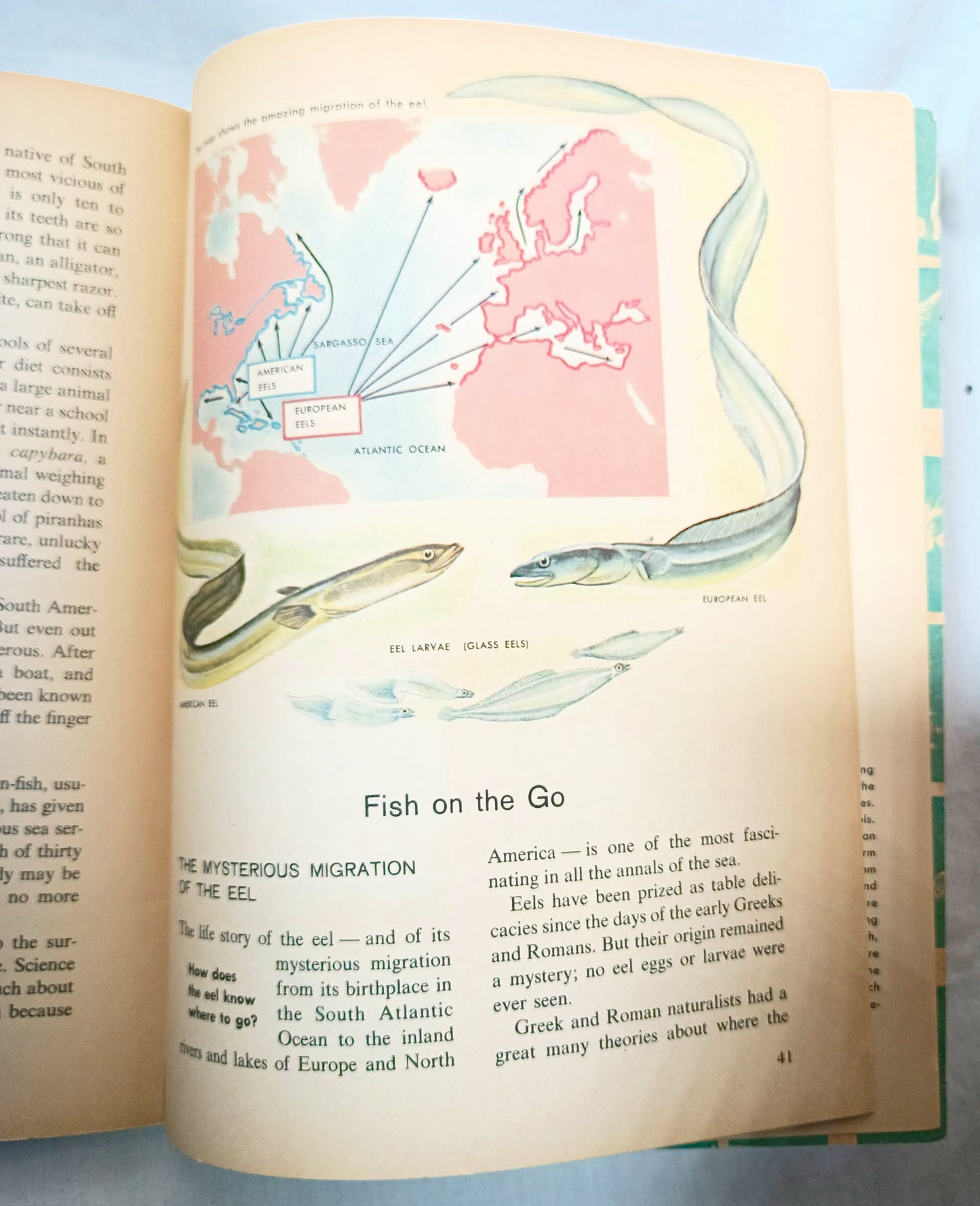 The How And Why Wonder Book Of Fish Geoffrey Coe Paperback 1963 - TulipStuff