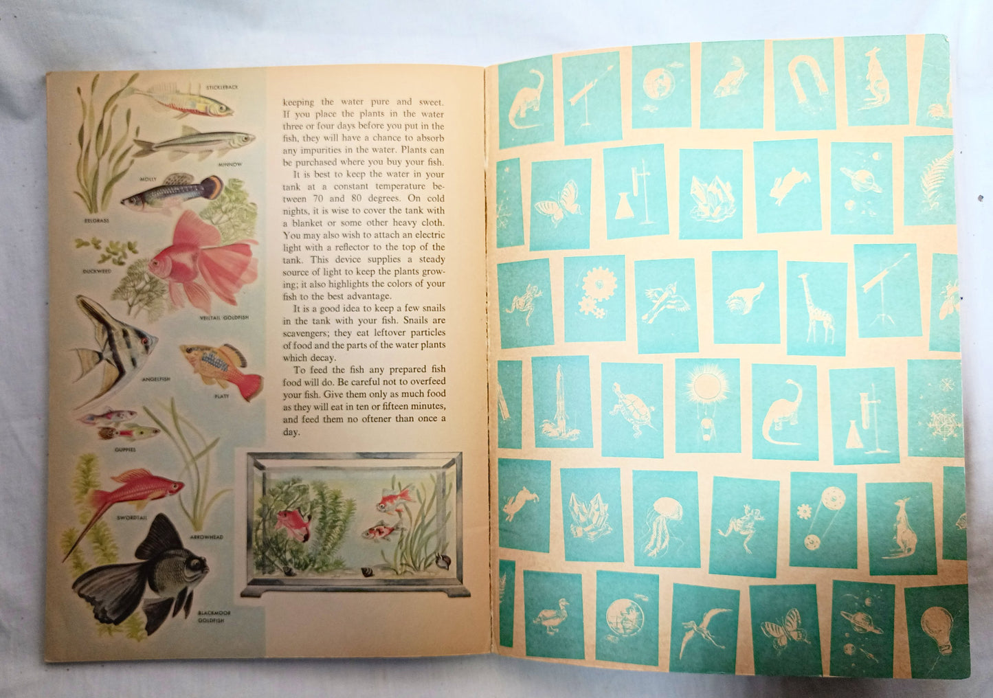 The How And Why Wonder Book Of Fish Geoffrey Coe Paperback 1963 - TulipStuff