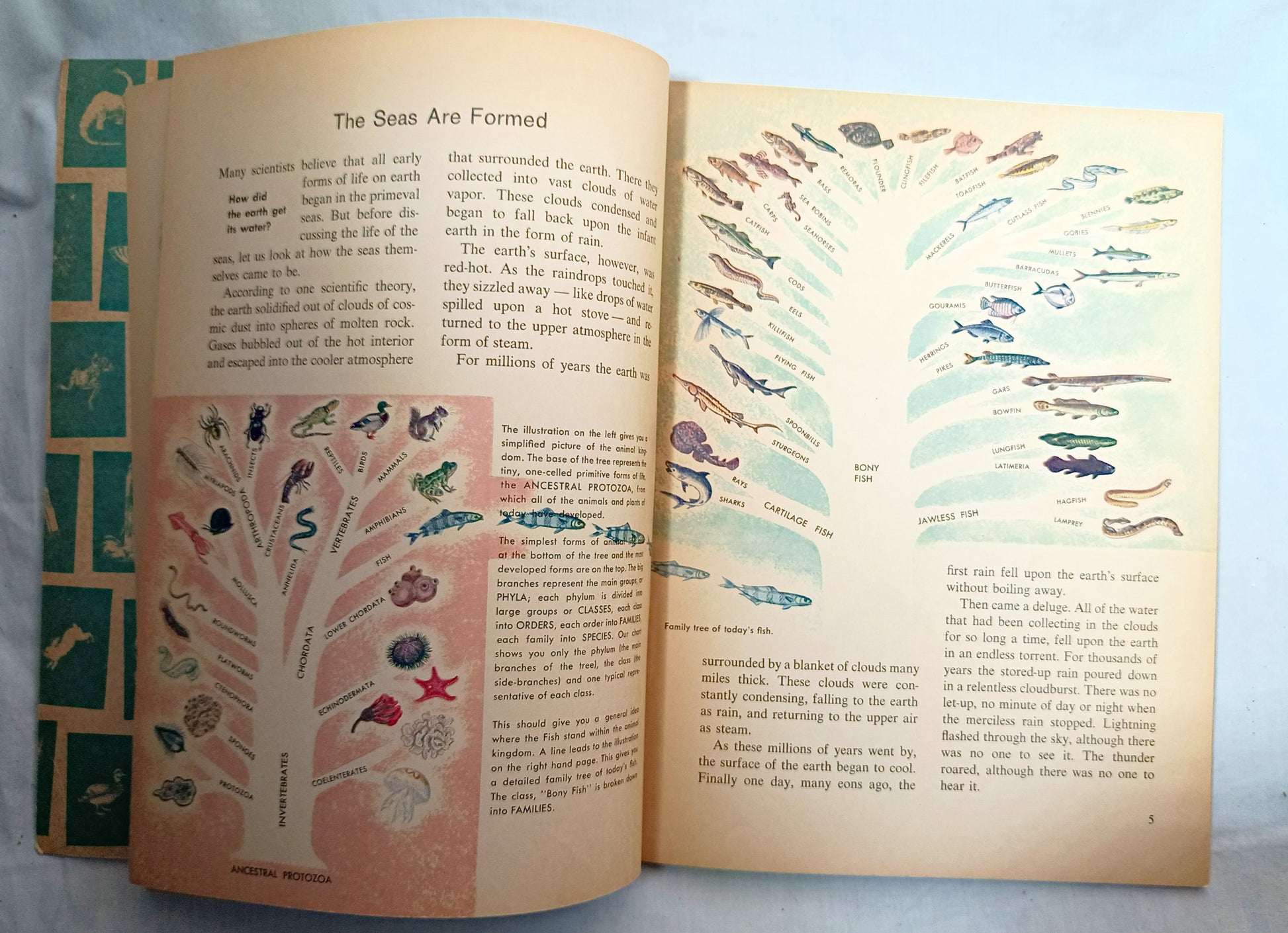 The How And Why Wonder Book Of Fish Geoffrey Coe Paperback 1963 - TulipStuff