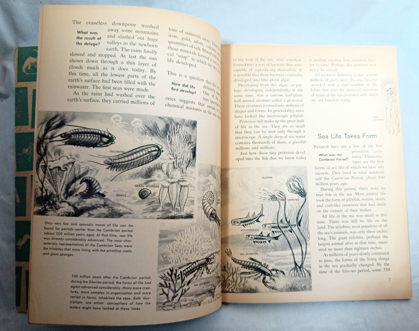 The How And Why Wonder Book Of Fish Geoffrey Coe Paperback 1963 - TulipStuff
