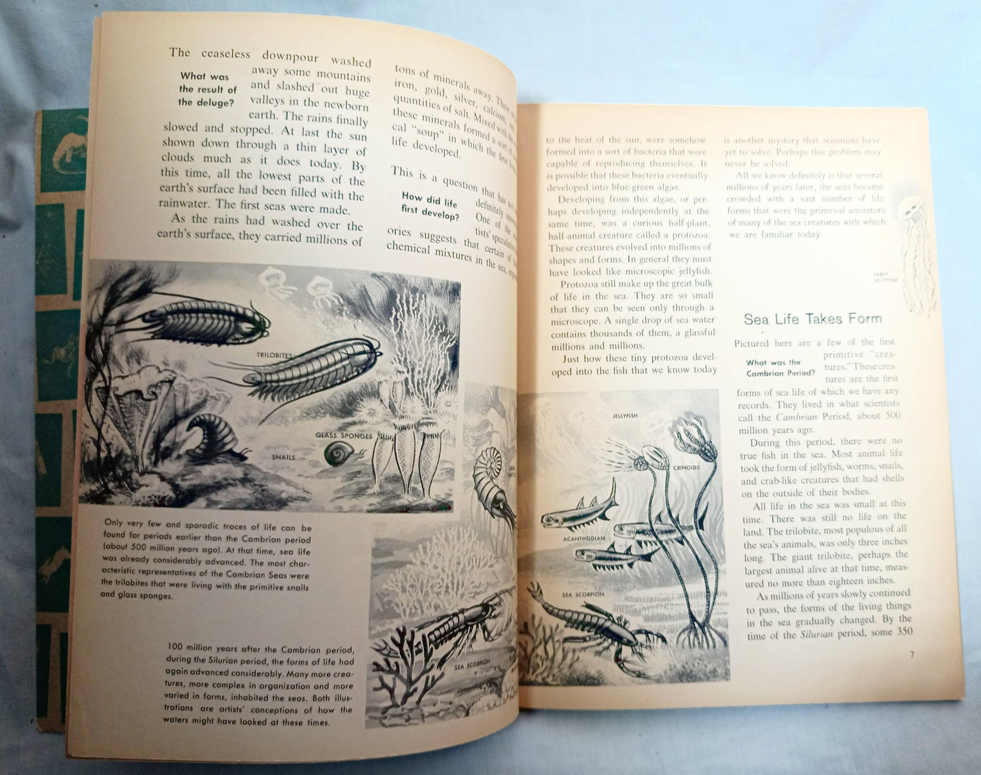 The How And Why Wonder Book Of Fish Geoffrey Coe Paperback 1963 - TulipStuff