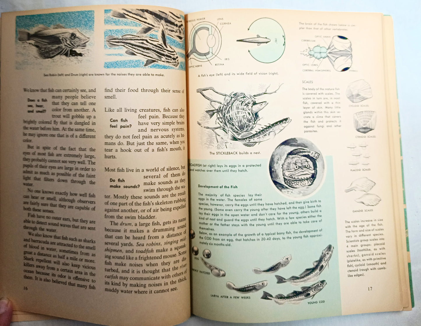 The How And Why Wonder Book Of Fish Geoffrey Coe Paperback 1963 - TulipStuff