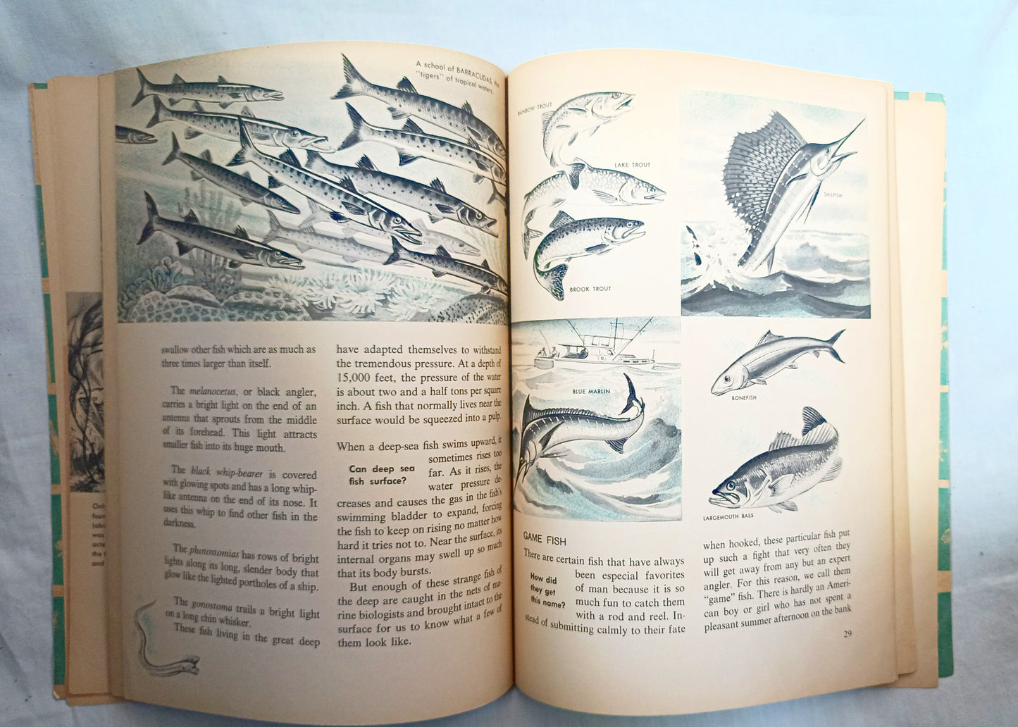 The How And Why Wonder Book Of Fish Geoffrey Coe Paperback 1963 - TulipStuff