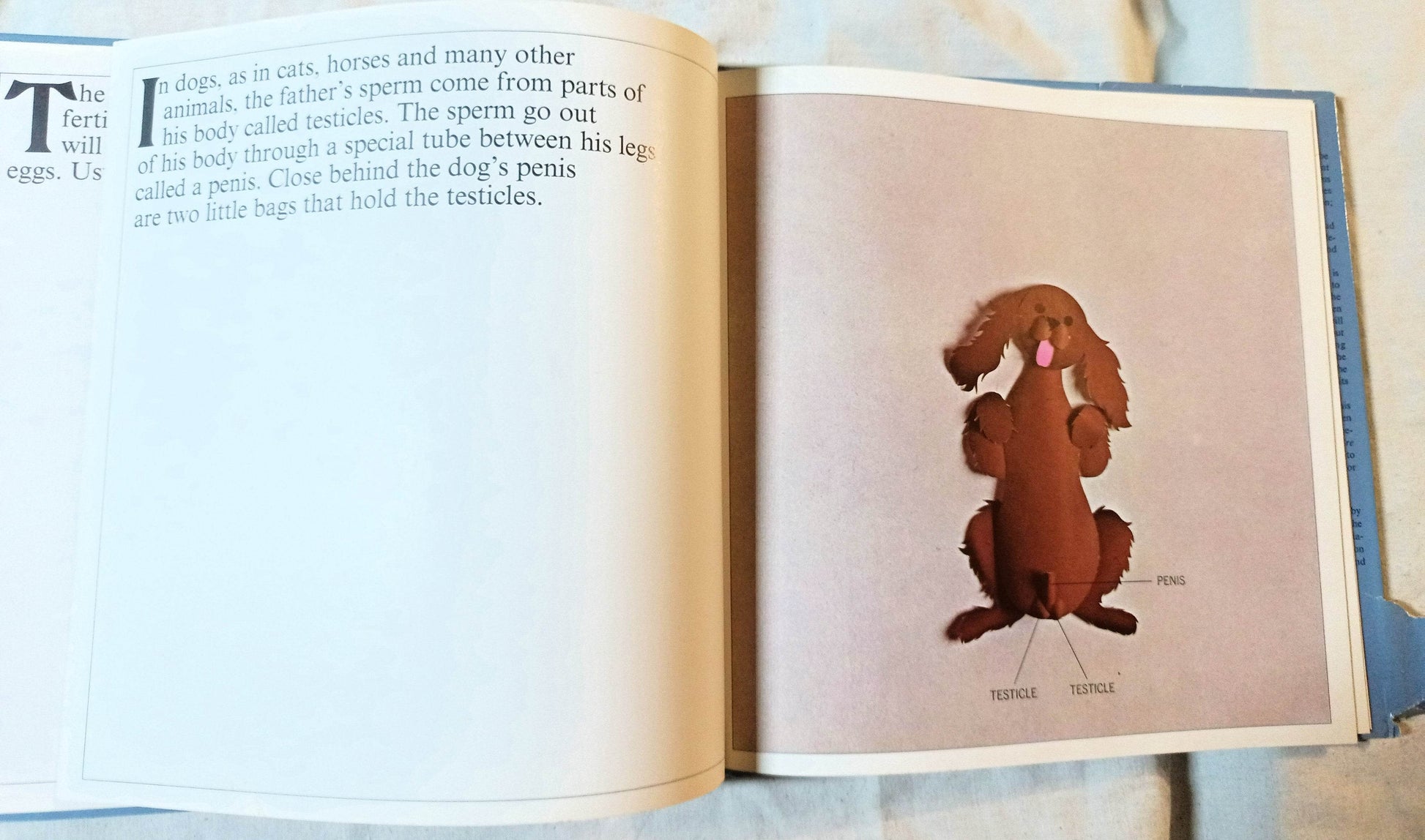 How Babies Are Made Time Life Books Andrew Andry Steven Schepp 1973 - TulipStuff