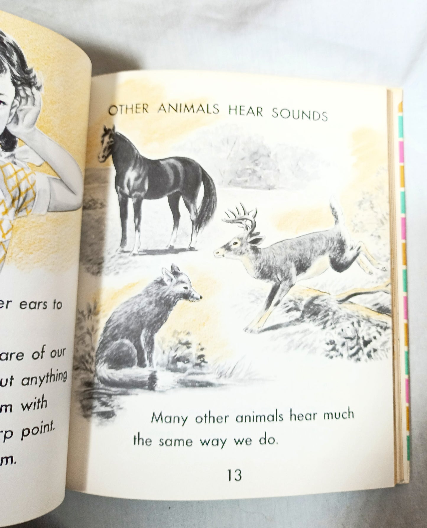 I Want To Know About Animal Babies Sounds We Hear Moon Sun Stars 1955 - Tuliptuff