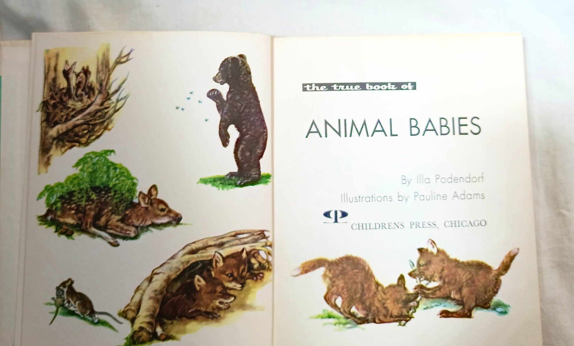 I Want To Know About Animal Babies Sounds We Hear Moon Sun Stars 1955 - Tuliptuff
